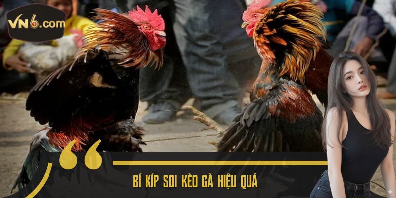 Bí kíp soi kèo gà hiệu quả