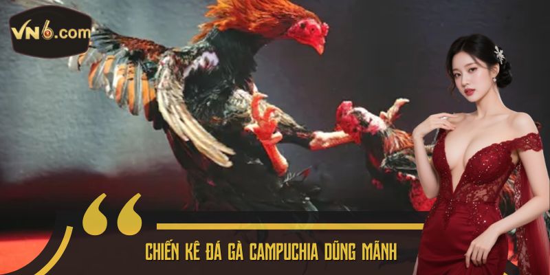 Chiến kê Đá gà Campuchia dũng mãnh