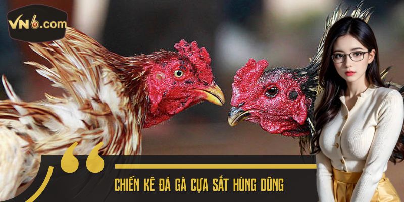 Chiến kê đá gà cựa sắt hùng dũng