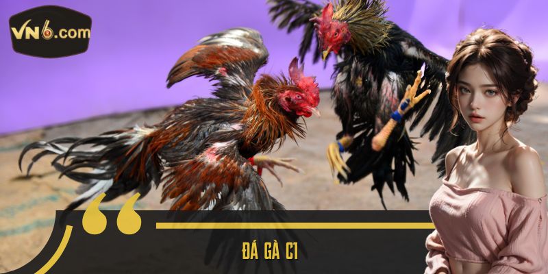 Đá gà c1