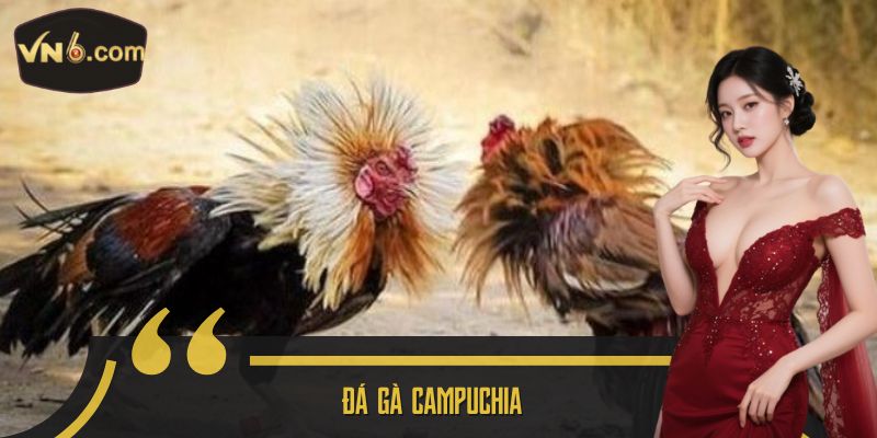 Đá gà campuchia