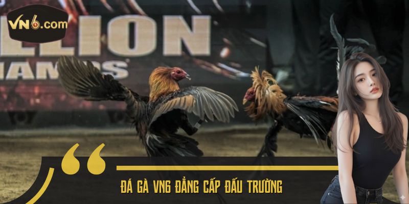 Đá gà VN6 đẳng cấp đấu trường