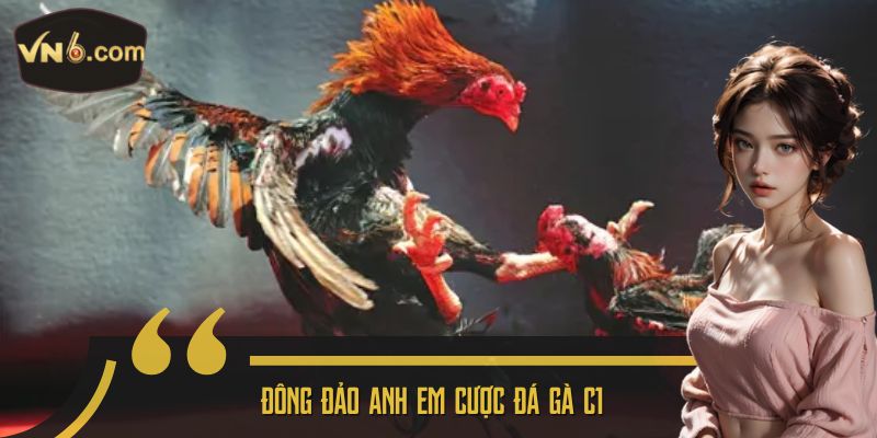 Đông đảo anh em cược đá gà C1