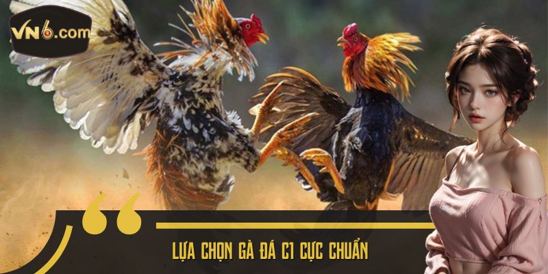 Lựa chọn gà đá C1 cực chuẩn
