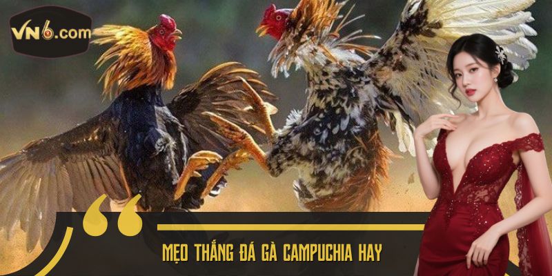 Mẹo thắng Đá gà Campuchia hay